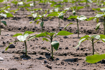 young sunflower plants in the field