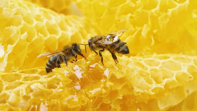 Two bees crawl on golden honeycombs and process nectar into bee honey. Production of organic honey in the apiary. The life of insects, worker bees in the apiary
