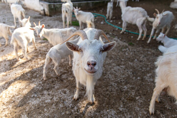 Herd of white goats in an farm