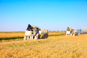 Harvester machine is harvesting rice