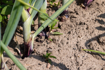 Green onions on the field in the summer