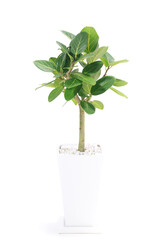 観葉植物、望みを叶える木と言われるフィカス・ベンガレンシスの鉢植え【白背景】
