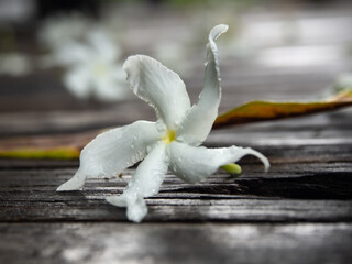 Little white flower falling on the wooden floor.