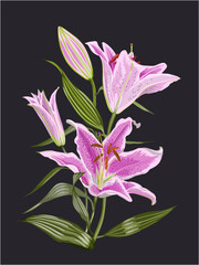 vector of stargazer pink lilies isolated on black - obrazy, fototapety, plakaty