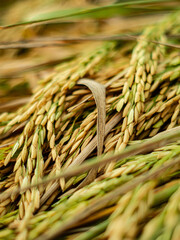 Golden ear of rice.