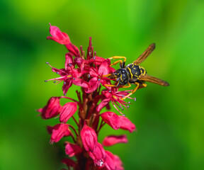 Fototapeta na wymiar Wasp on the blossoms of a persicaria flower