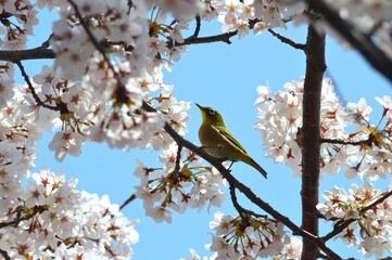 桜の花にメジロ