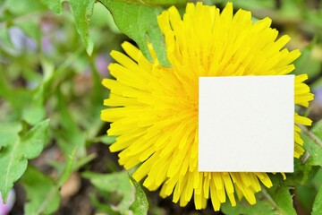 黄色のタンポポの花の上に置かれた白いタイトルフレームのモックアップ
