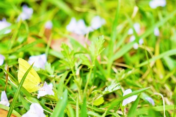 ムラサキサキゴケの薄紫の花の蜜を吸う黄色い蝶々
