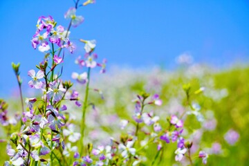 Obraz na płótnie Canvas 青空の河川敷に咲くハマダイコンの紫の花 