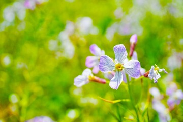 緑の河川敷に咲くハマダイコンの薄紫色の花と蕾のアップ
