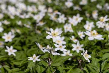 white spring anemones growing in the forest in spring