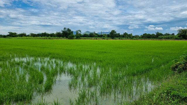 green rice field paddy field in Thailand Kanchanaburi. 