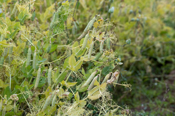 Yellowing pea pods in the field