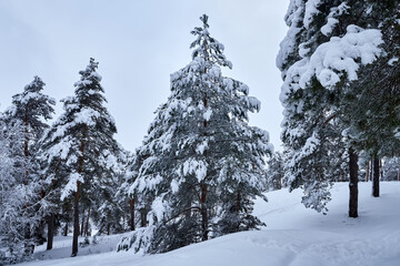Majestic winter landscape. Snow in the pine forest at cloudy day.