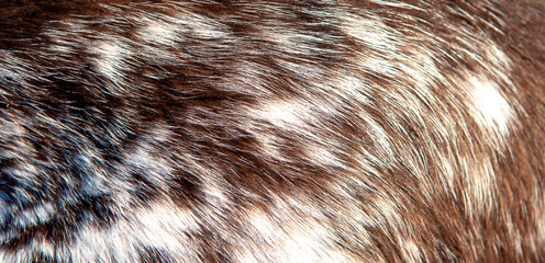 Beautiful spotted fur close-up. Texture of brown animal wool. Dog fur.