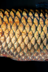 Fish scales close up. The skin of a fish as a background. © Vera