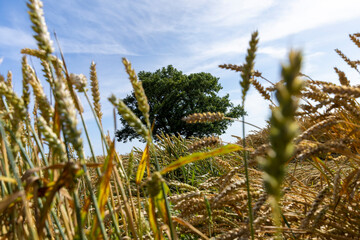One oak with green foliage in a field with yellow wheat