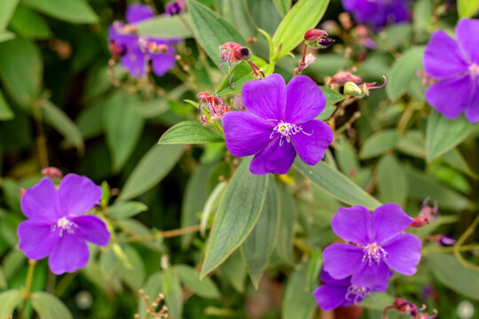 Close up photo of Malabar melastome flowers. Purple Flower