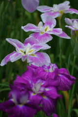 凛として優雅に咲く