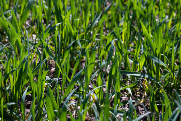 agricultural fields with a large number of young green cereal wheat as grass