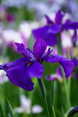 凛として優雅に咲く