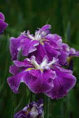 凛として優雅に咲く