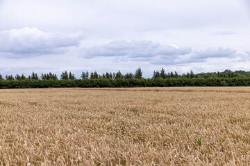 An agricultural field where wheat is grown