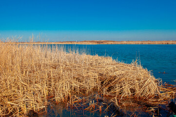 Fototapeta na wymiar Calm wide river, fishing landscape. Reeds and kugai along the river bank.