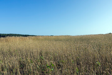 ripe wheat harvest in summer