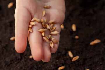 Fertile soil in which wheat seeds are planted