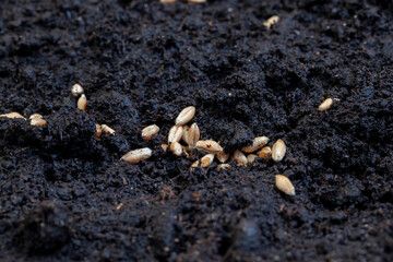 Fertile soil in which wheat seeds are planted