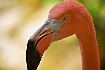 Nahaufnahme Flamingo
