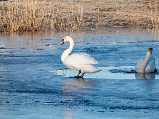 A couple of adult mute swans (cygnus olor) standing on ice of frozen lake in bright sunlight