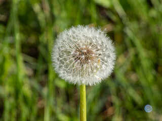 Single dandelion flower head with seeds and pappus in the meadow with green bokeh grass background....
