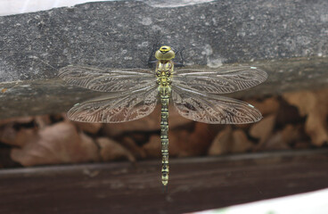 Blaugrüne Mosaikjungfer - Southern Hawker