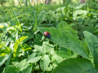 Fototapeta premium Red, round and ladybird-like broad-shouldered leaf beetle (Chrysomela populi) sitting on green leaf among green vegetation in sunlight