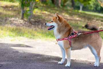 公園を散歩する柴犬