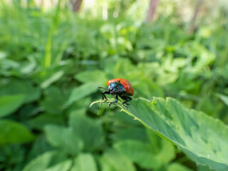 Red, round and ladybird-like broad-shouldered leaf beetle (Chrysomela populi) sitting on green leaf among green vegetation in sunlight