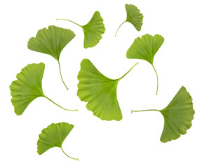 green ginkgo biloba leaves isolated on transparent background, extracted