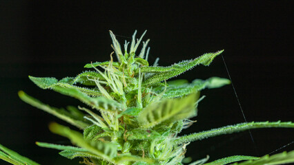 Cannabis flowering seeds. Sativa hemp bushes. Growing CBD Cannabis..Dark background with hemp leaves. Healthcare with medical cannabis..Weed cultivation. Cannabis plant. Cannabis medicine leaf..