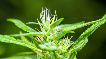 Cannabis flowering seeds. Sativa hemp bushes. Growing CBD Cannabis..Dark background with hemp leaves. Healthcare with medical cannabis..Weed cultivation. Cannabis plant. Cannabis medicine leaf..