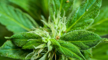 Cannabis flowering seeds. Sativa hemp bushes. Growing CBD Cannabis..Dark background with hemp leaves. Healthcare with medical cannabis..Weed cultivation. Cannabis plant. Cannabis medicine leaf..