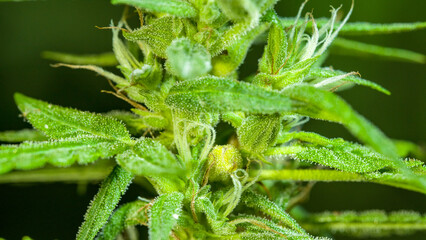 Cannabis flowering seeds. Sativa hemp bushes. Growing CBD Cannabis..Dark background with hemp leaves. Healthcare with medical cannabis..Weed cultivation. Cannabis plant. Cannabis medicine leaf..