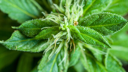close up details of the balance of marijuana flowers..trichomes substances are often found in inflorescences. .Trichomes Marijuana begins to increase.. Cannabis plant. Cannabis medicine leaf.