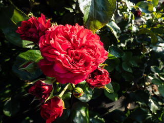 French floribunda rose 'Red Leonardo da Vinci' flowering with red flowers with dense, compact and...