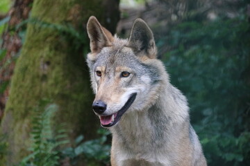 Wolfshündin, Nahaufnahme Wildtier