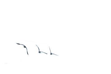 Three ducks gulls birds flying, isolated png transparent