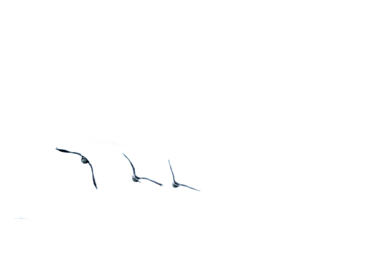 Three ducks gulls birds flying, isolated png transparent