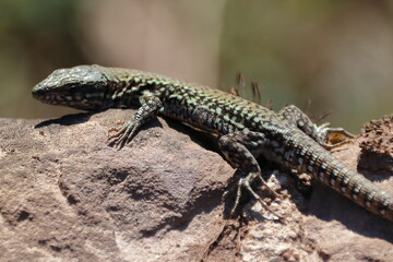 Eidechse, freilebend